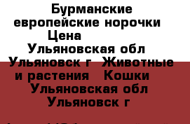  Бурманские европейские норочки › Цена ­ 40 000 - Ульяновская обл., Ульяновск г. Животные и растения » Кошки   . Ульяновская обл.,Ульяновск г.